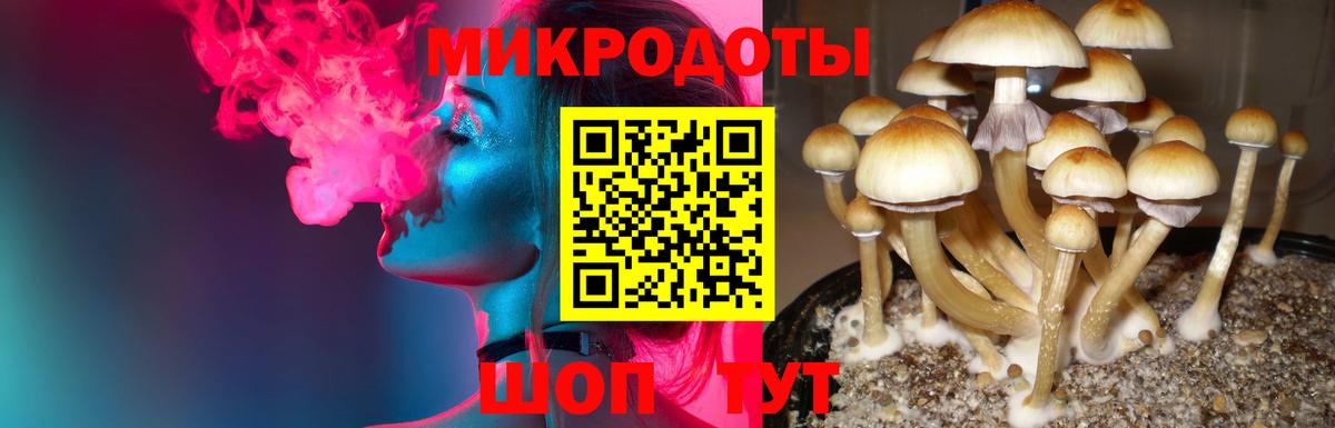 Псилоцибиновые грибы Psilocybe Новосибирск